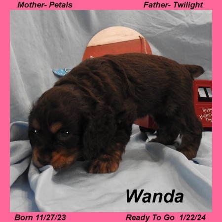 puppy, for, sale, Cocker Spaniel, Joe & Cherri  Overlease, dog, breeder, Miller, MO, dog-breeder, puppy-for-sale, forsale, nearby, find, puppyfind, locator, puppylocator, aca